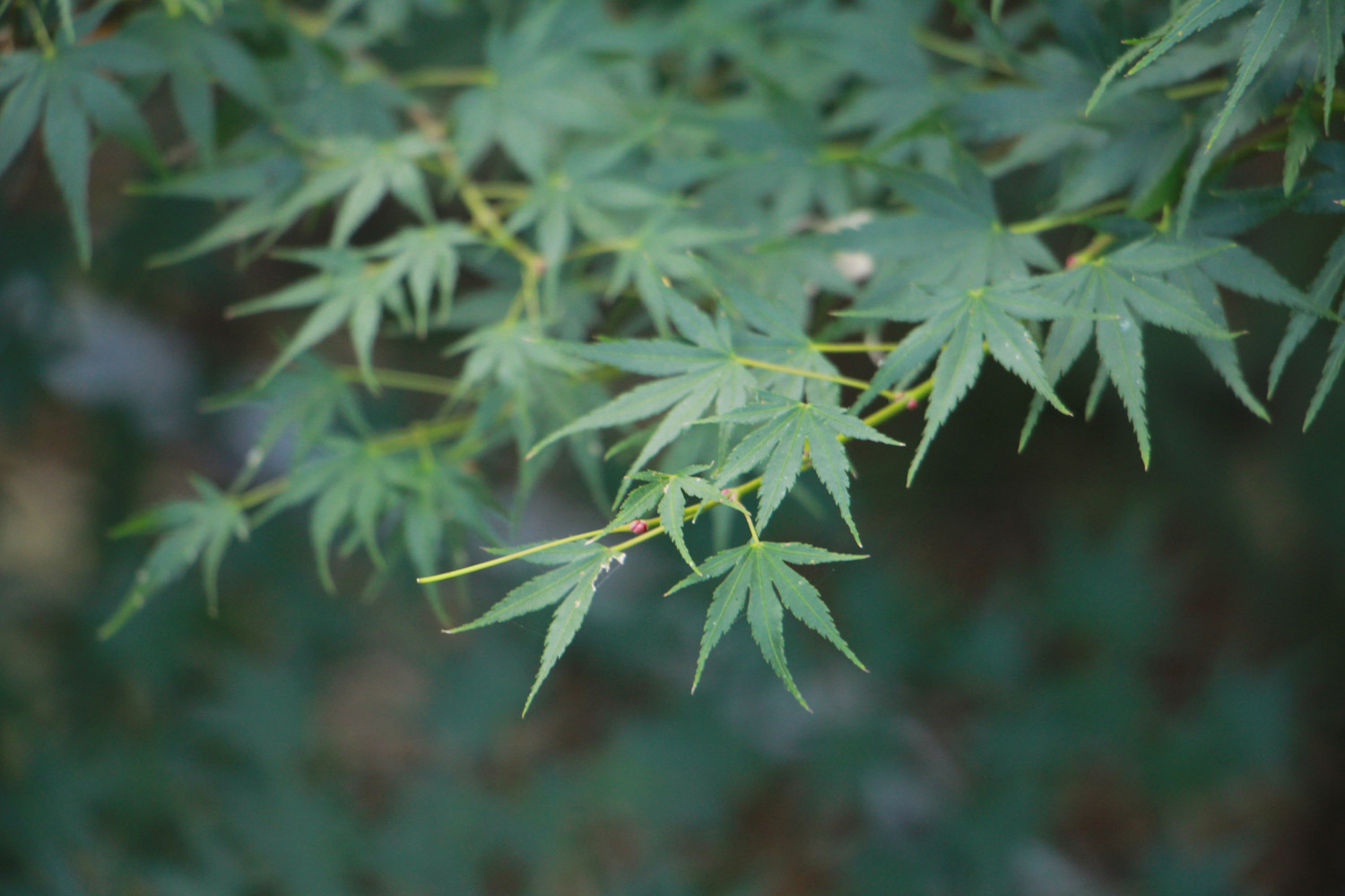 红枫盆景怎么摘叶，这样做观赏性超高！