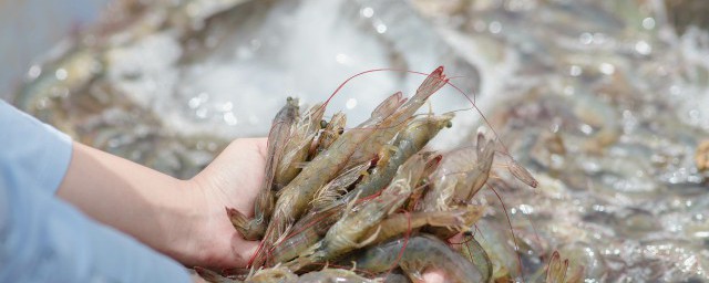 冷冻南美白对虾做法 冷冻南美白对虾怎么做