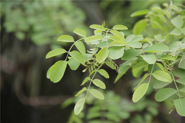 常见野外植物大搜集