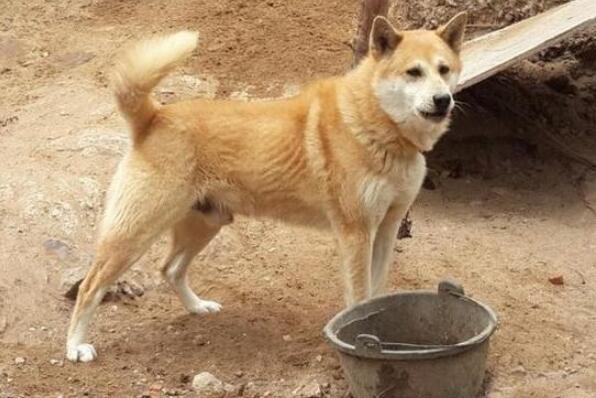 十大最佳保护主人的犬 蝴蝶犬上榜，第二被誉为“犬中之王”