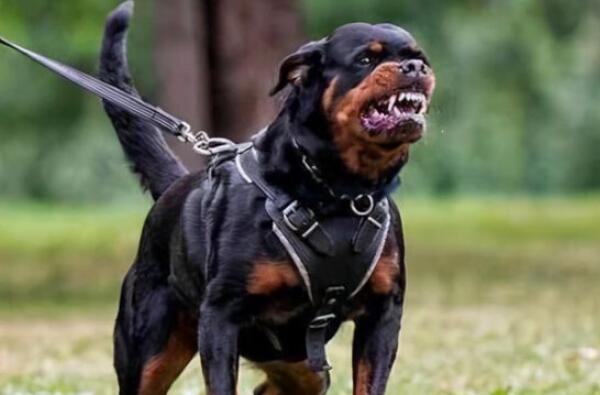 十大适合看家护院的狗 德国牧羊犬第一，杜宾犬上榜