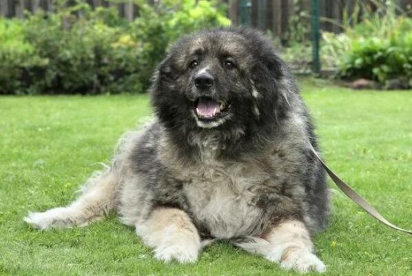 十大适合看家护院的狗 德国牧羊犬第一，杜宾犬上榜
