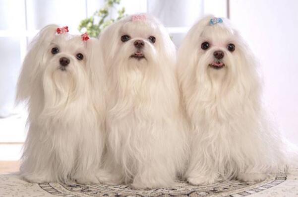 十大适合家养的小型犬 泰迪犬上榜，第七是世界上最小的犬种
