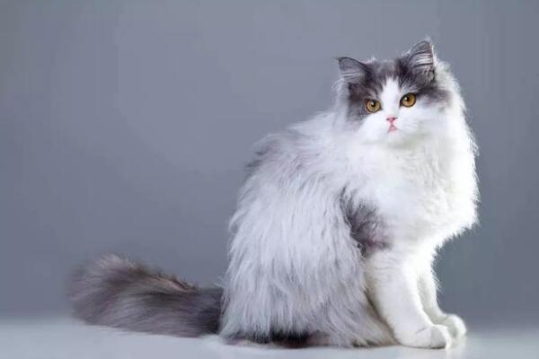 世界十大最适合家养的猫 俄罗斯蓝猫上榜，第二被称为“猫中王子”