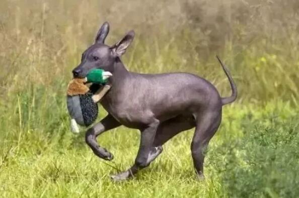世界十大最爱干净的宠物狗 柴犬第一，边境牧羊犬上榜