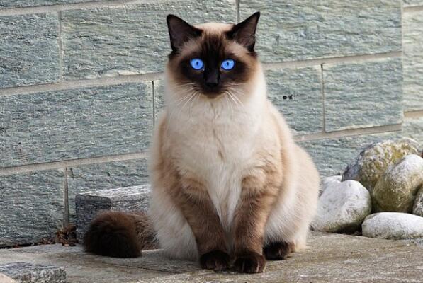 最忠诚的猫前十名 暹罗猫上榜，第一原产于中国