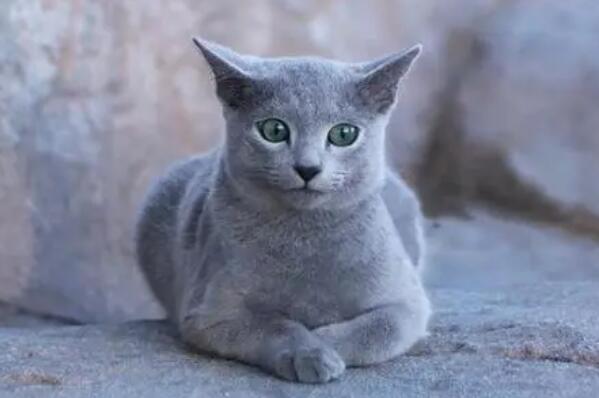 最忠诚的猫前十名 暹罗猫上榜，第一原产于中国