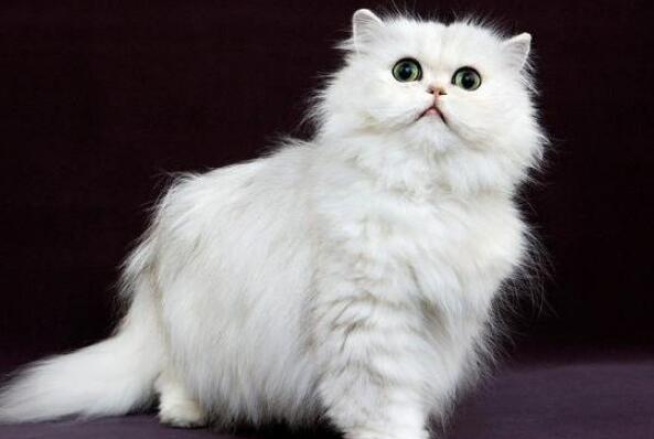 最忠诚的猫前十名 暹罗猫上榜，第一原产于中国
