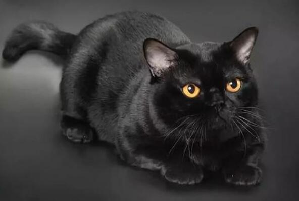 最忠诚的猫前十名 暹罗猫上榜，第一原产于中国