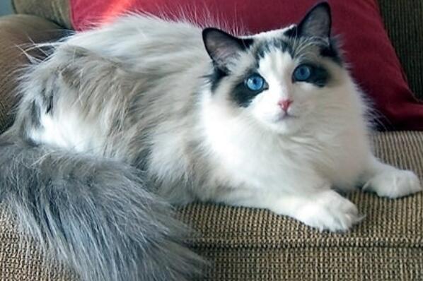 最忠诚的猫前十名 暹罗猫上榜，第一原产于中国