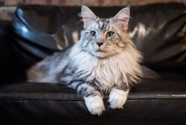 最忠诚的猫前十名 暹罗猫上榜，第一原产于中国