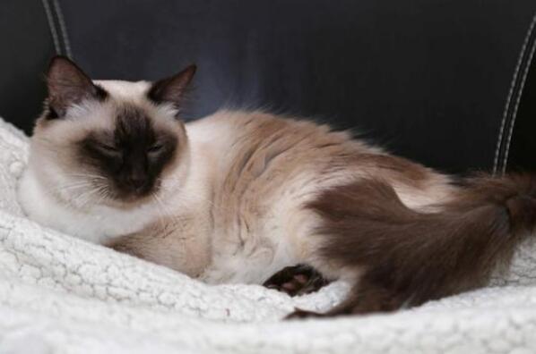 世界上最聪明的猫咪十大排名 暹罗猫上榜，第一原产于加拿大
