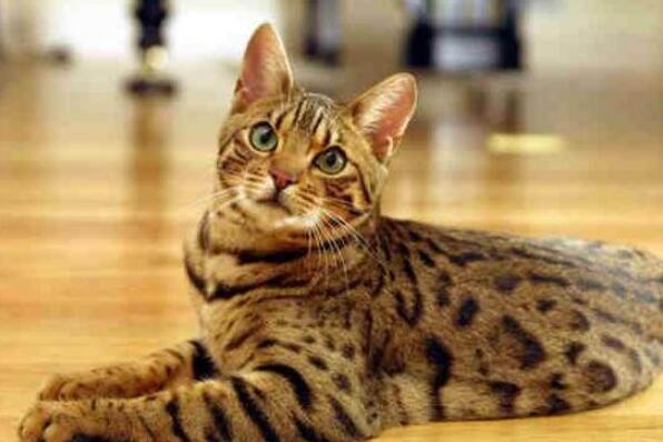 世界上最聪明的猫咪十大排名 暹罗猫上榜，第一原产于加拿大