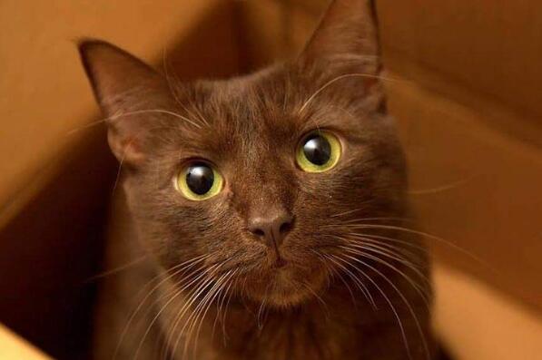 世界上最聪明的猫咪十大排名 暹罗猫上榜，第一原产于加拿大