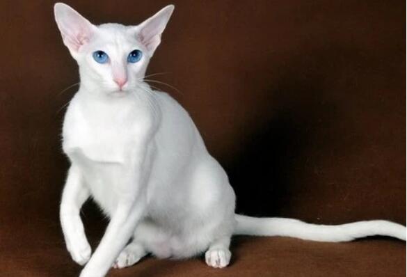 世界上最聪明的猫咪十大排名 暹罗猫上榜，第一原产于加拿大