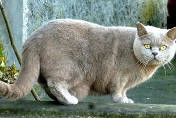 世界上最聪明的猫咪十大排名 暹罗猫上榜，第一原产于加拿大