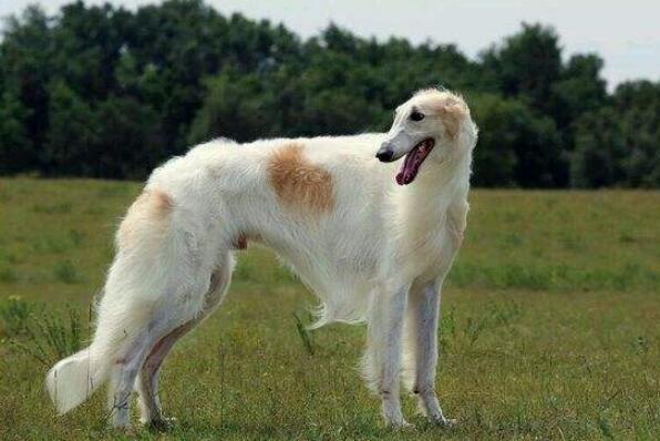 俄罗斯十大名犬 哈士奇上榜，第三有“微笑天使”的称号