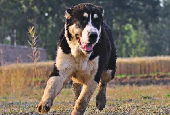 俄罗斯十大名犬 哈士奇上榜，第三有“微笑天使”的称号