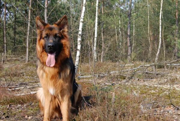 世界十大最受欢迎牧羊犬，冰岛牧羊犬上榜，第一最聪明