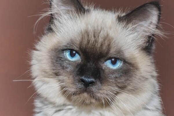 世界十大最聪明的宠物猫，孟加拉豹猫上榜，第二被称为挖煤工