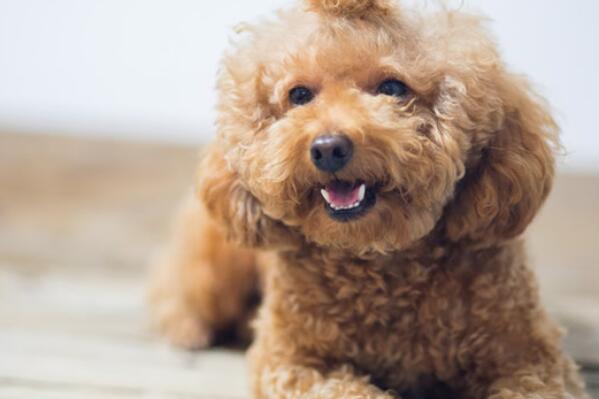 全球最可爱的十种小型犬，贵宾犬上榜，第一是世界上最小型犬种