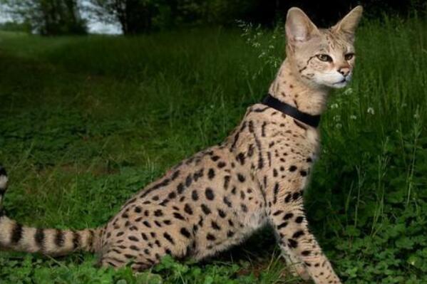 世界最名贵的十大宠物猫，布偶猫排第六，第一全球每年产量仅有100只