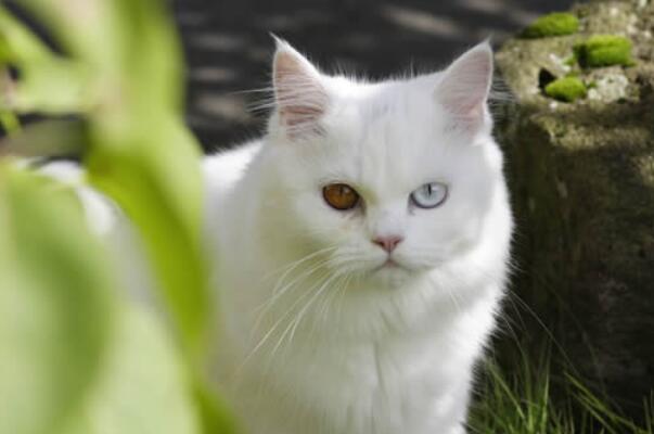 中国十大知名宠物猫品种，橘猫上榜，第二是宠物市场中高价极品猫