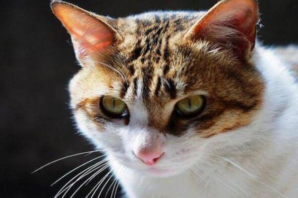 中国十大知名宠物猫品种，橘猫上榜，第二是宠物市场中高价极品猫