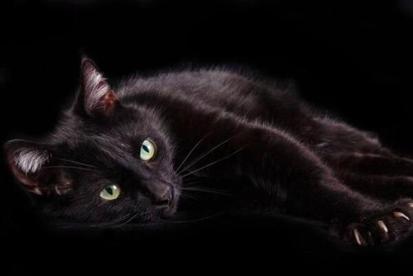 中国十大知名宠物猫品种，橘猫上榜，第二是宠物市场中高价极品猫
