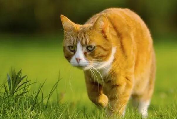 中国十大知名宠物猫品种，橘猫上榜，第二是宠物市场中高价极品猫