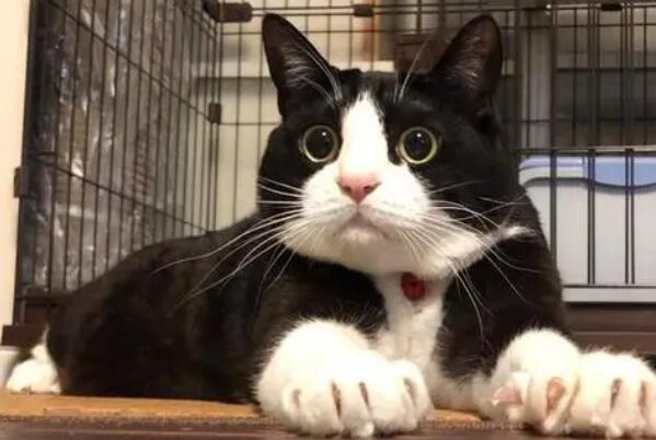 中国十大知名宠物猫品种，橘猫上榜，第二是宠物市场中高价极品猫