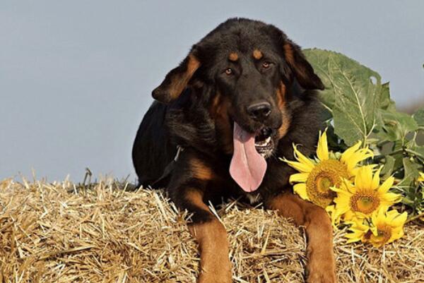 中国十大本土特有犬种，西施犬上榜，第二对主人极为忠诚