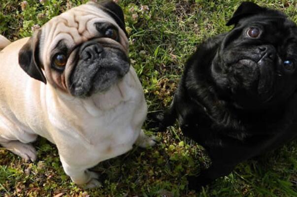 中国十大本土特有犬种，西施犬上榜，第二对主人极为忠诚