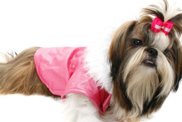 中国十大本土特有犬种，西施犬上榜，第二对主人极为忠诚