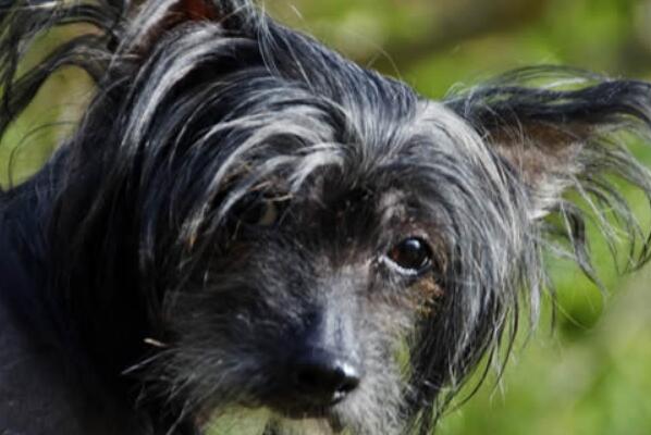 中国十大本土特有犬种，西施犬上榜，第二对主人极为忠诚