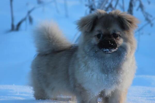 中国十大本土特有犬种，西施犬上榜，第二对主人极为忠诚