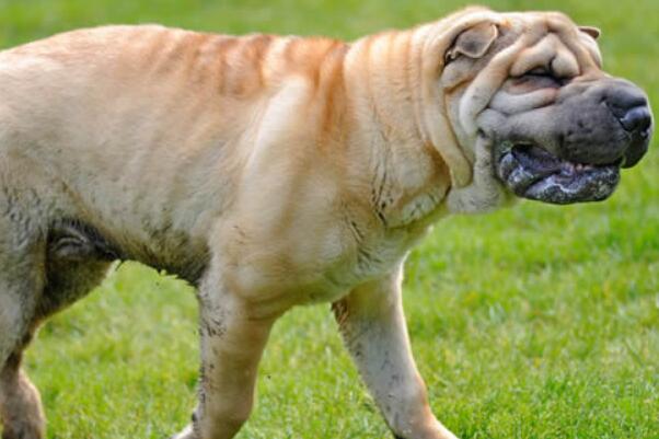 中国十大本土特有犬种，西施犬上榜，第二对主人极为忠诚