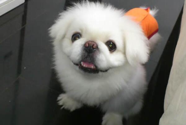 中国十大本土特有犬种，西施犬上榜，第二对主人极为忠诚