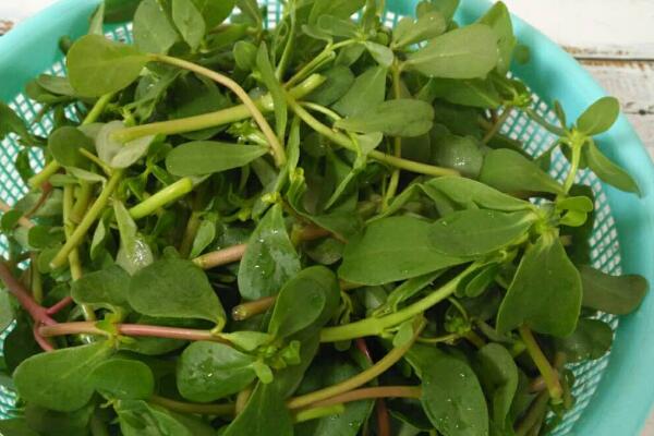 中国最常见的十大野菜品种，凤尾上榜，第五可以抗癌