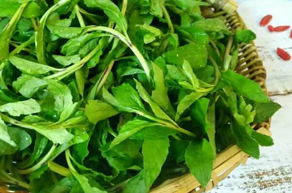 中国最常见的十大野菜品种，凤尾上榜，第五可以抗癌