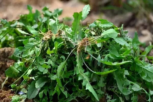 中国最常见的十大野菜品种，凤尾上榜，第五可以抗癌