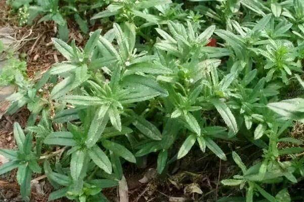 中国最常见的十大野菜品种，凤尾上榜，第五可以抗癌