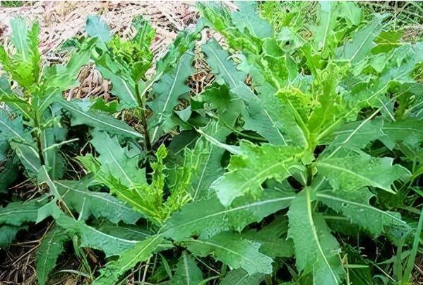 中国最常见的十大野菜品种，凤尾上榜，第五可以抗癌