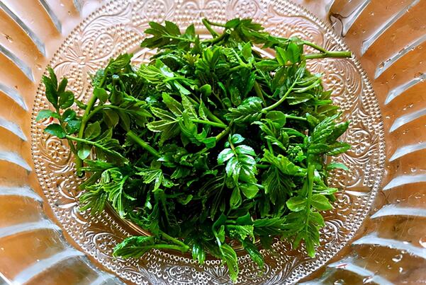 中国最常见的十大野菜品种，凤尾上榜，第五可以抗癌