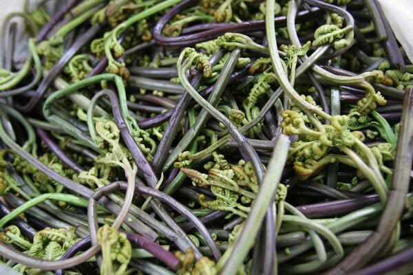 中国最常见的十大野菜品种，凤尾上榜，第五可以抗癌