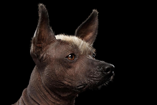 十大最爱干净的宠物狗：第六曾用香水洗澡，第一是日本柴犬