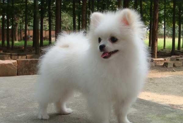 世界上最可爱的十大小型犬，第一名贵宾犬，最后一名简直不要太可爱