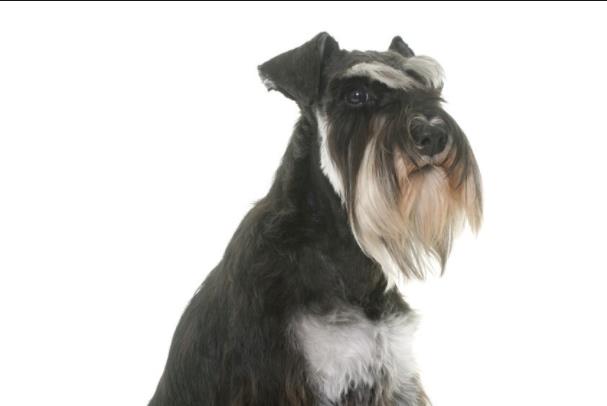 世界上最可爱的十大小型犬，第一名贵宾犬，最后一名简直不要太可爱