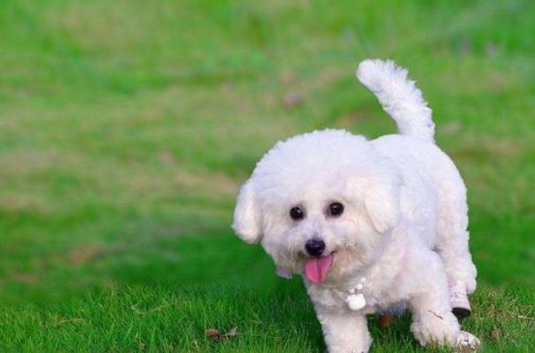 世界上最可爱的十大小型犬，第一名贵宾犬，最后一名简直不要太可爱