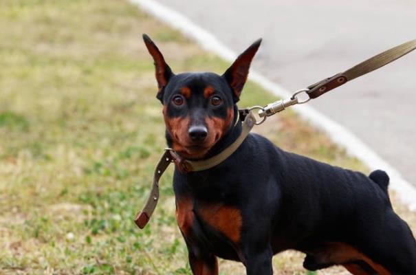 世界上最可爱的十大小型犬，第一名贵宾犬，最后一名简直不要太可爱